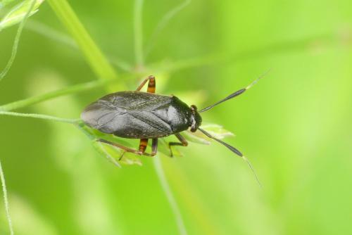 Réf. 283 411 : Capsus ater